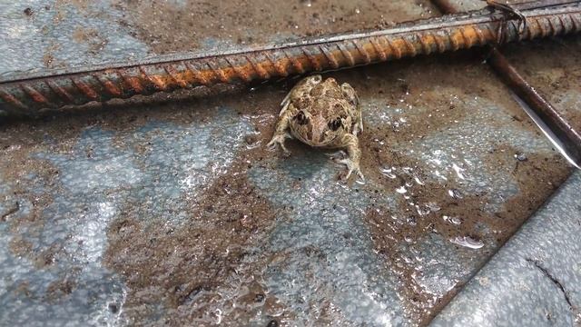 Дом из арболита 2 - 1 - фундамент: копаем траншею, заливаем армопояс, устанавливаем ФБС смотреть онлайн