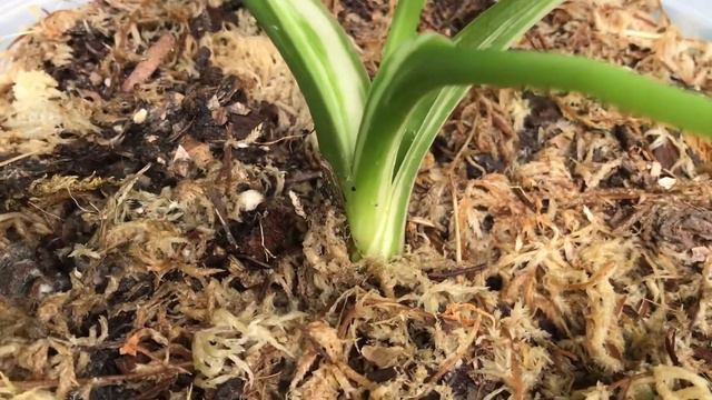 โอกินาวา okinawa ไม้ด่างมาแรงส์ смотреть онлайн