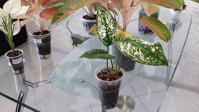 АГЛАОНЕМА. Адаптация тайских аглаонем с ОКС. Часть 2.  Результаты