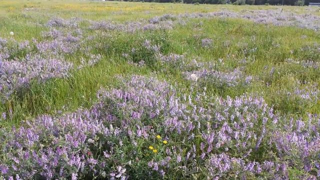 Цветет мышиный горошек. смотреть онлайн