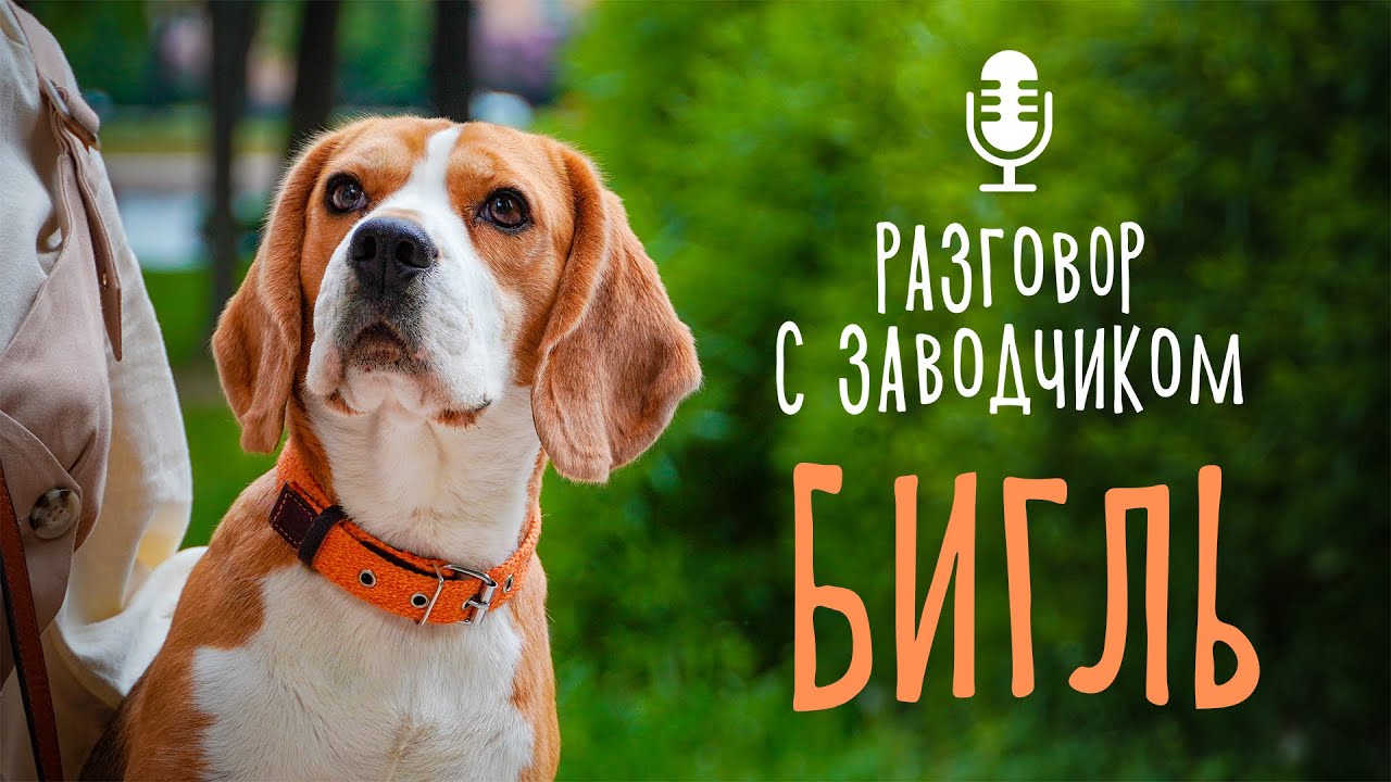 Разговор с заводчиком. Бигль - кому подходит порода? Особенности характера бигля смотреть онлайн