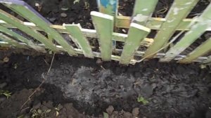 ПРИШЛО ВРЕМЯ. РАССАЖИВАЕМ ТУРЕЦКУЮ ГВОЗДИКУ.