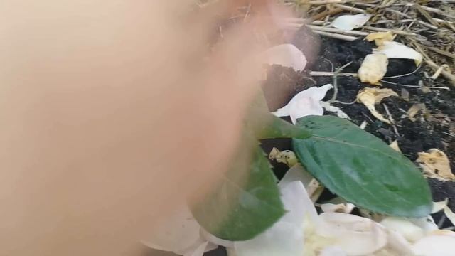 Осеннее укоренение роз без стимуляторов. 100% приживаемость черенков на следующий год смотреть онлайн