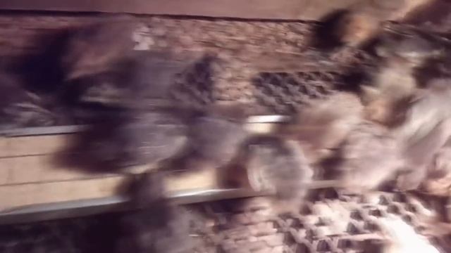 Брудер для цыплят перепелов утят своими руками/ Выращивание перепелов от А до Я смотреть онлайн