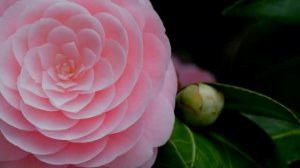 Сен Жермен: Ответы на Вопросы