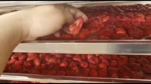 Сублимация Фруктов и Ягод.Сублиматор на 500 кг.