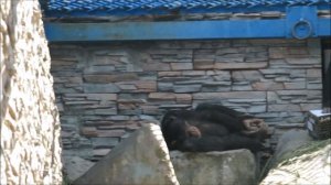 Шимпанзе Филя как всегда отдыхает, а Люся занимается травинкой 23.06.2022