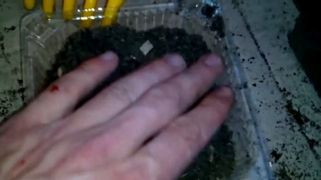 Як посадити та виростити ялинку з шишки (насіння) ялинки. смотреть онлайн