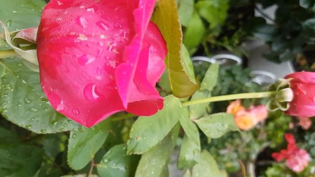 MISTER LINCOLN RED ROSE MOJE RUŽE смотреть онлайн