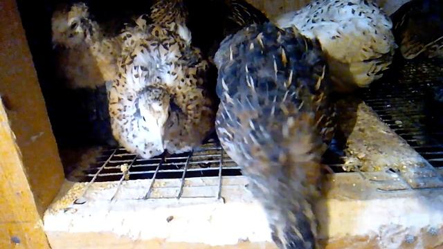 Бройлерам росс-308 12 дней/Взвешивание цыплят/Переселение в большую клетку. смотреть онлайн