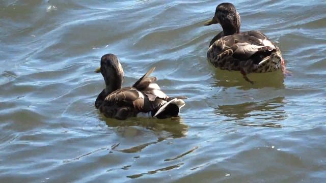 Ducks with Sony AX-53 смотреть онлайн