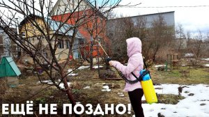 Я забыла что такое листовертка червивые яблоки и долгоносик! Нитрофен обработка сада весной!