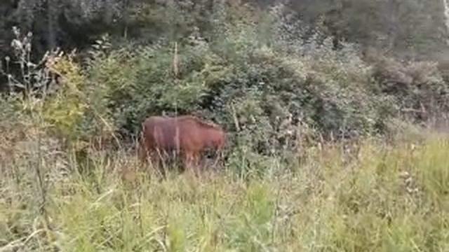 Лосиный остров смотреть онлайн