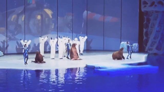 Мосоквариум.Танцы с моржами. смотреть онлайн