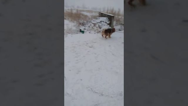 Помись лайки и овчарки 1 год. смотреть онлайн