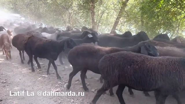 Гиссарские и гузнские овцы и аборигенные САО саги дахмарда, возвращение с пастбищ. Канаск, Ромит смотреть онлайн