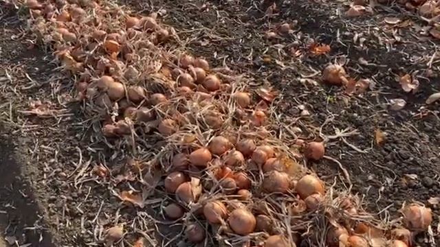 Лук АМ-30 F1 Ростовская область. смотреть онлайн