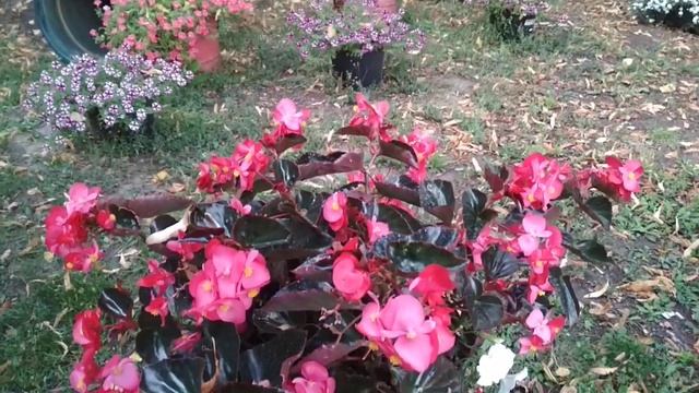 Бегония Биг Делюкс красотка 2021 смотреть онлайн