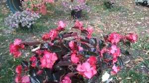 Бегония Биг Делюкс красотка 2021