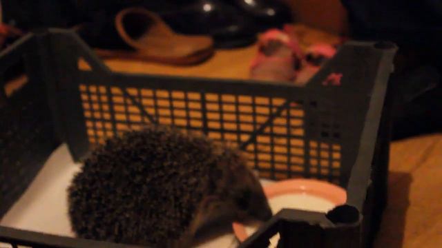 Ежик смотреть онлайн