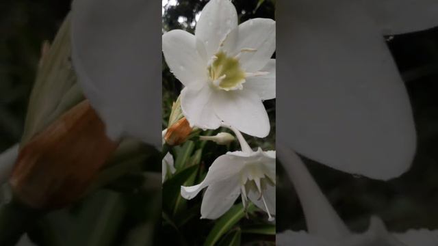 Urceolina Amazonica (Amazon Lily)