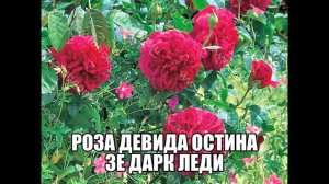 Роза Девида Остина Зе Дарк Леди