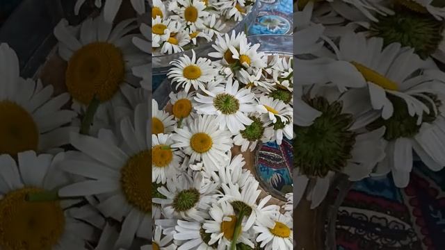 Собрали ромашку Нивяник для чая 20 июня 2022 г. смотреть онлайн