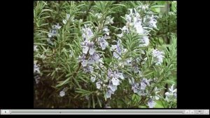 Розмарин Лечебные свойства