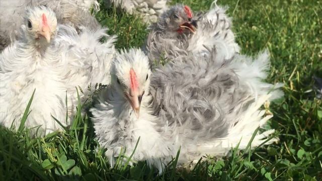 Карликовые курчавые Кохинхины в Овчинино смотреть онлайн