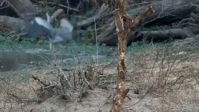 Djuma..Вараны, ябиру,цапля.. смотреть онлайн