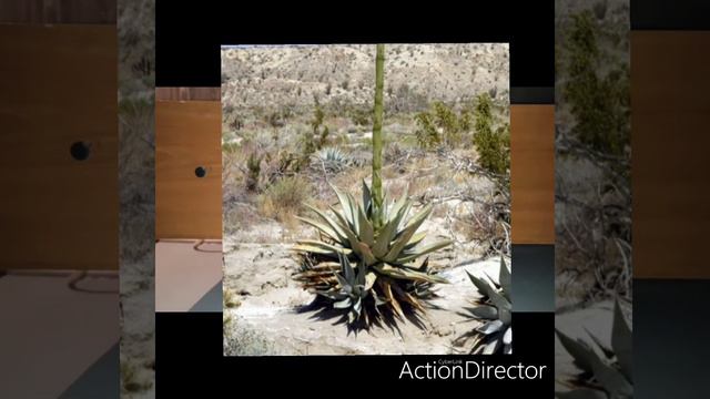 Agava смотреть онлайн