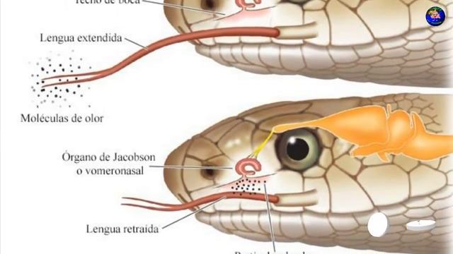 Почему У Змеи Раздвоенный Язык? смотреть онлайн