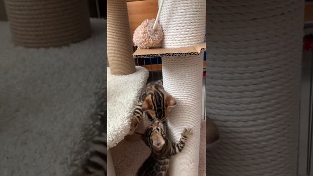 Кошачья братва смотреть онлайн