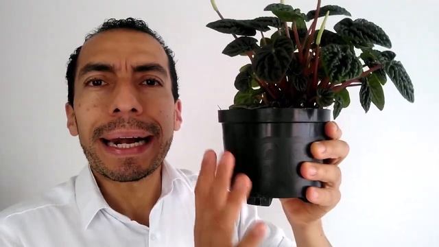 PEPEROMIA CAPERATA Cuidados y Características смотреть онлайн