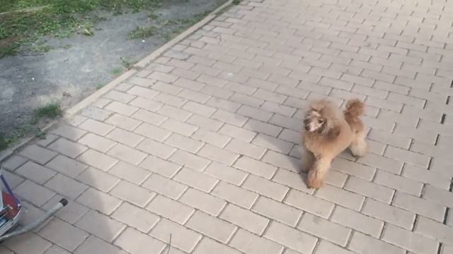 Пудели на Выставку смотреть онлайн
