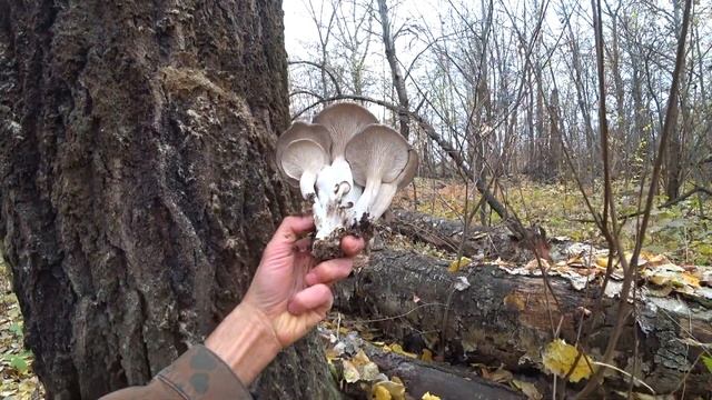 Вешенка устричная. Почему Вешенка растёт без дождей, а другие грибы нет? смотреть онлайн