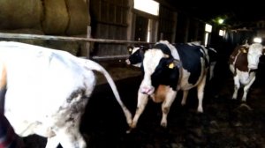 Спаривание быка и коровы на ферме в Польше