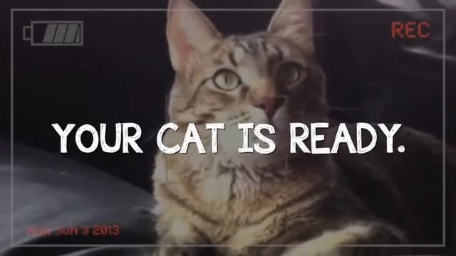 А твой котЭ готов! смотреть онлайн