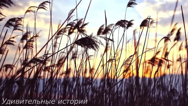Брошенный жених застыл на месте, когда заглянул в украденную сумочку. И то, что он там увидел... смотреть онлайн