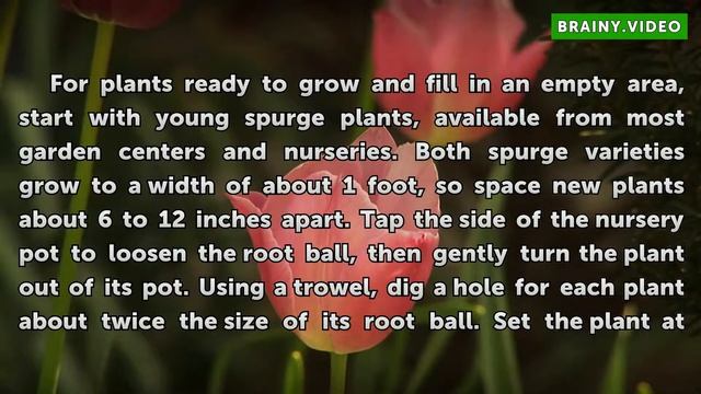 How to Plant Pachysandra Groundcover смотреть онлайн