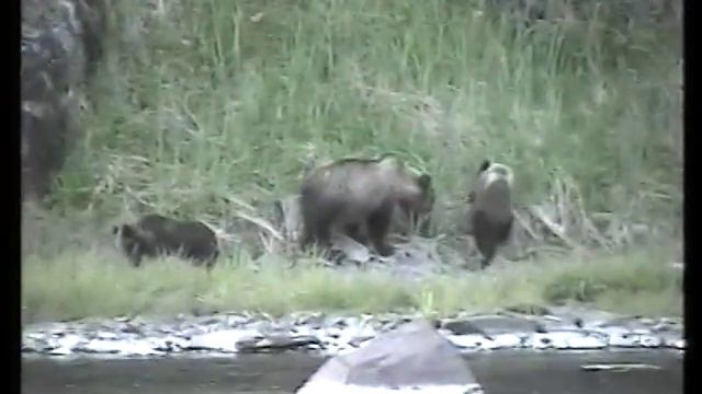 Медведи Охотского моря смотреть онлайн