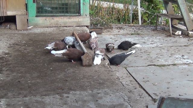 ГОЛУБИ..... смотреть онлайн