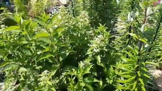 А для красавицы кисленького налью. смотреть онлайн