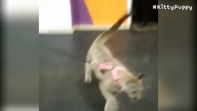 Puma Irma was Trained Before He Go Outside : Cougar смотреть онлайн