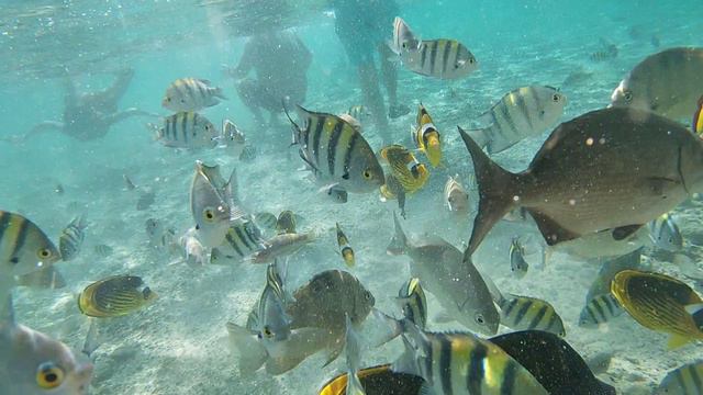 Charmillion Gardens Aquapark Beach