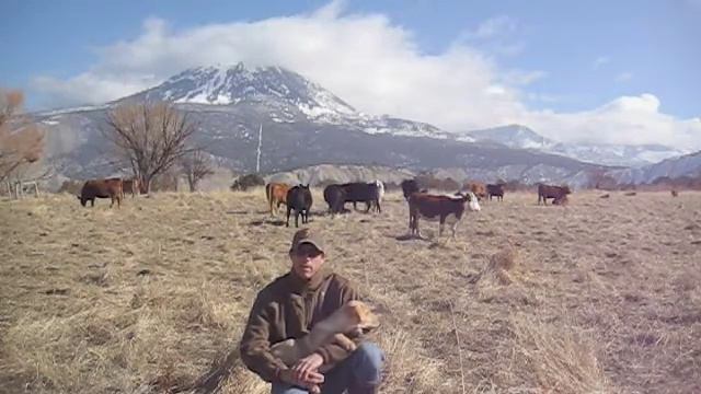 Labrador Puppy Training 15 Weeks "Drake Meets Cow" смотреть онлайн