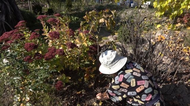 Боярышник: размножение смотреть онлайн