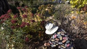 Боярышник: размножение