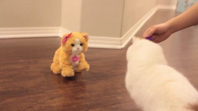 Kittens Confused about Christmas Gift смотреть онлайн