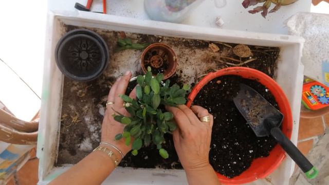 Cactus Navidad y Cactus Primavera diferencia 🏜 смотреть онлайн